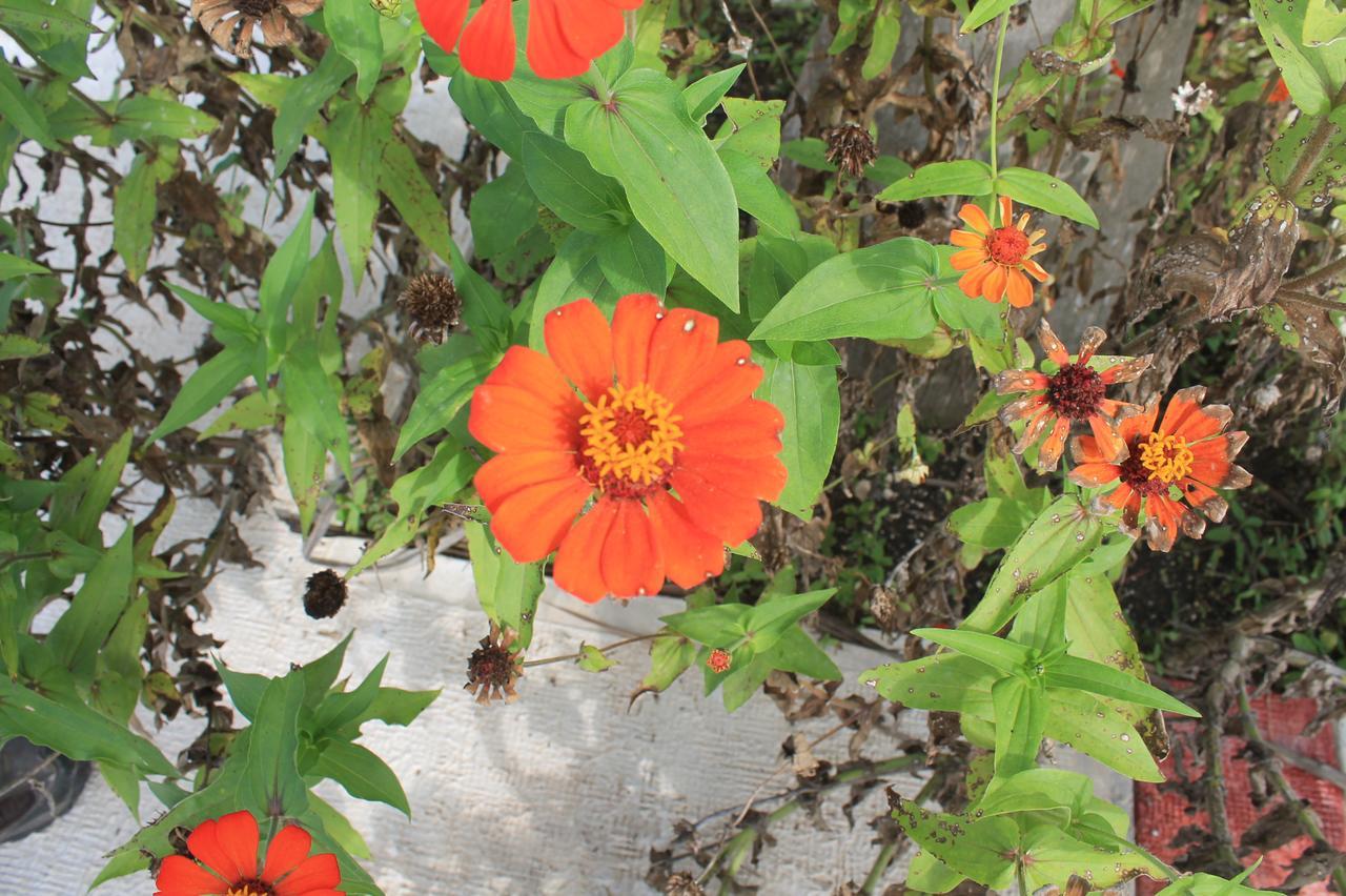 Real Primaveras Campestre Escárcega Εξωτερικό φωτογραφία